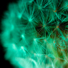 green dandelion