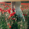 Poppy_Field