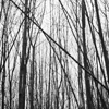 trees