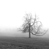 misty morning
